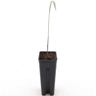 Roystonea regia - not fully rooted - on offer