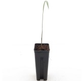 Roystonea regia - not fully rooted - on offer