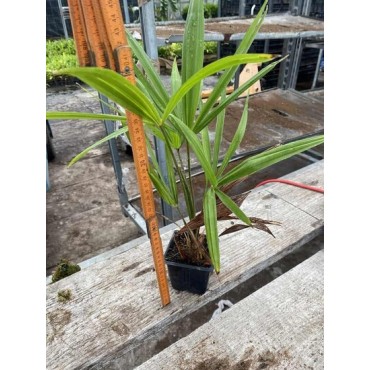 Trachycarpus fortunei - pot 8 x 8 cm - hauteur totale 30-40 cm