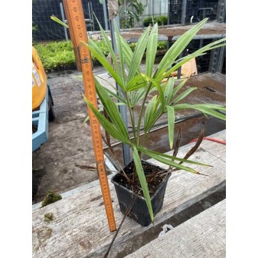 Trachycarpus fortunei - pot 11 x 11 cm - hauteur totale 40-50 cm