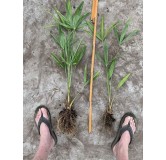 Trachycarpus fortunei - déterré - hauteur totale 40-50 cm