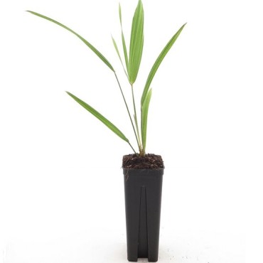 Trachycarpus wagnerianus - not fully rooted - on offer