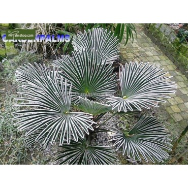 Trachycarpus wagnerianus - not fully rooted - on offer