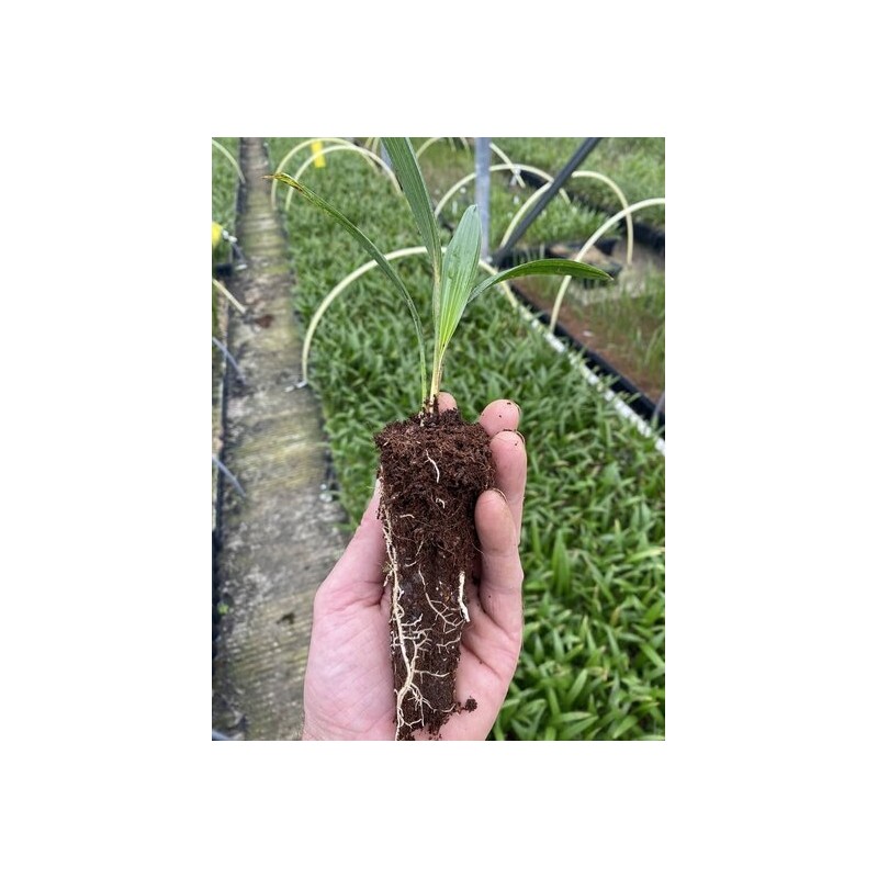 Trachycarpus wagnerianus - 2 ans - 3-6 feuilles