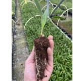 Trachycarpus wagnerianus - 2 ans - 3-6 feuilles
