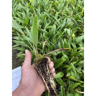 Trachycarpus wagnerianus - 2-3 ans - feuilles fendues