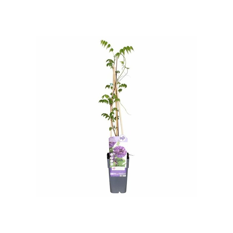 Wisteria frutescens Longwood Puple - pot 2 ltr