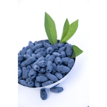Lonicera kamtschatica - pot 2 ltr