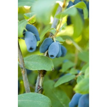 Lonicera kamtschatica - pot 2 ltr