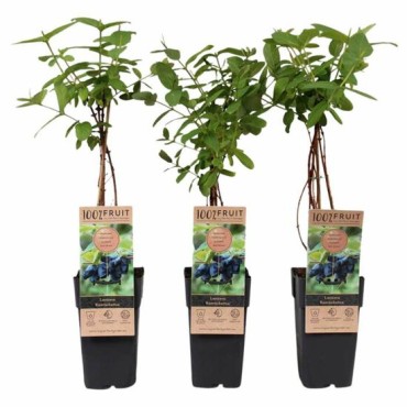 Lonicera kamtschatica - pot 2 ltr
