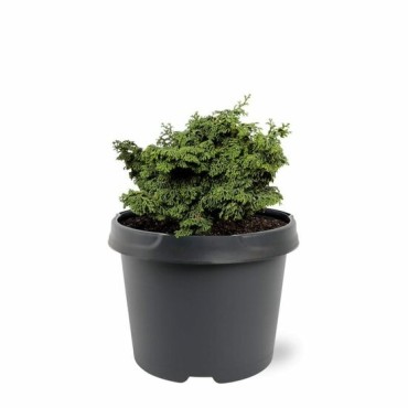 Chamaecyparis obtusa Maureen - 3 ltr