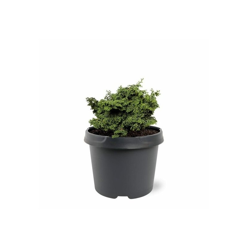 Chamaecyparis obtusa Maureen - 3 ltr Chamaecyparis obtusa Maureen - 3 ltr