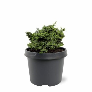 Chamaecyparis obtusa Maureen - 3 ltr