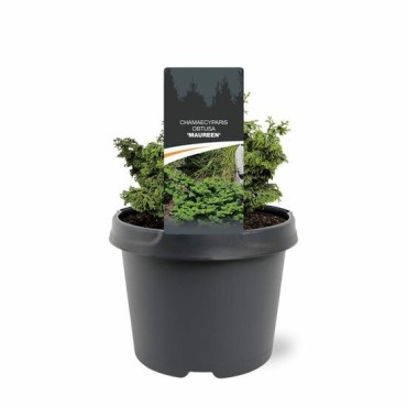 Chamaecyparis obtusa Maureen - 3 ltr