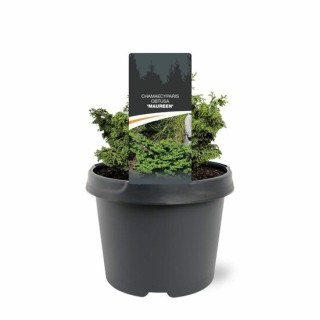Chamaecyparis obtusa Maureen - 3 ltr