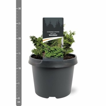 Chamaecyparis obtusa Maureen - 3 ltr