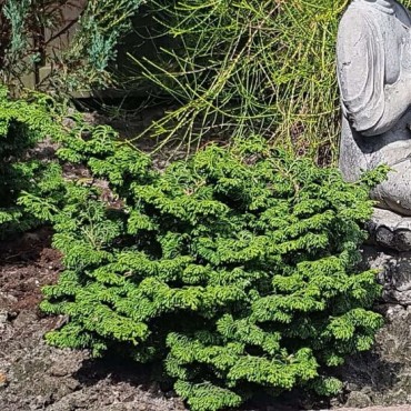 Chamaecyparis obtusa Maureen - 3 ltr