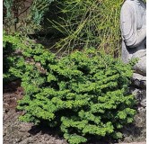 Chamaecyparis obtusa Maureen - 3 ltr