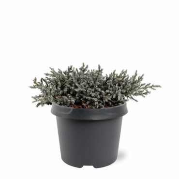 Juniperus squamata Tropical Blue - 3 ltr
