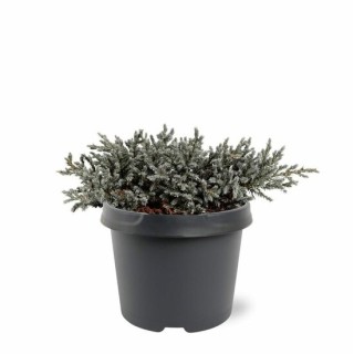 Juniperus squamata Tropical Blue - 3 ltr