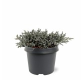 Juniperus squamata Tropical Blue - 3 ltr