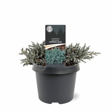 Juniperus squamata Tropical Blue - 3 ltr