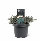 Juniperus squamata Tropical Blue - 3 ltr