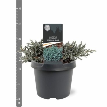 Juniperus squamata Tropical Blue - 3 ltr