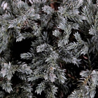 Juniperus squamata Tropical Blue - 3 ltr