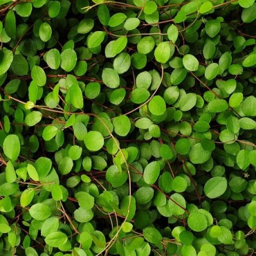 Muehlenbeckia axillaris complexa - pot Ø 22 cm