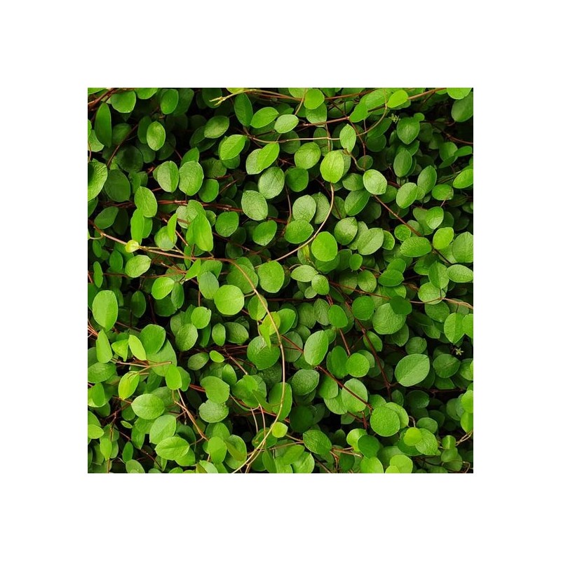 Muehlenbeckia axillaris complexa - pot Ø 22 cm