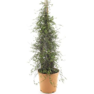 Muehlenbeckia axillaris complexa - pot Ø 22 cm