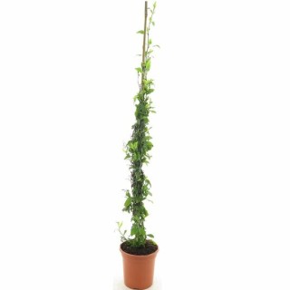 Plumbago capensis - pot Ø 21 cm