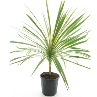 Cordyline australis Torbay Dazzler - hauteur totale 80-100 cm - pot Ø 21 cm