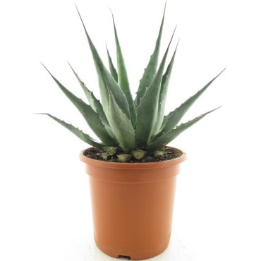 Agave montana - pot Ø 24 cm