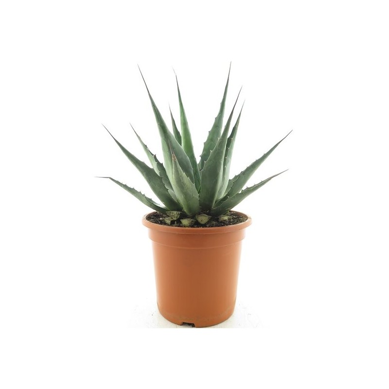 Agave montana - pot Ø 24 cm