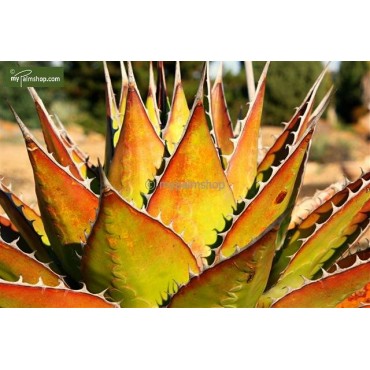 Agave montana - pot Ø 24 cm