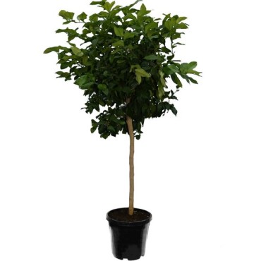 Citrus paradisi - pot Ø 45 cm