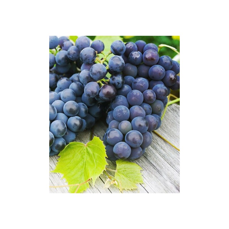 Vitis vinifera noir - pot Ø 20 cm