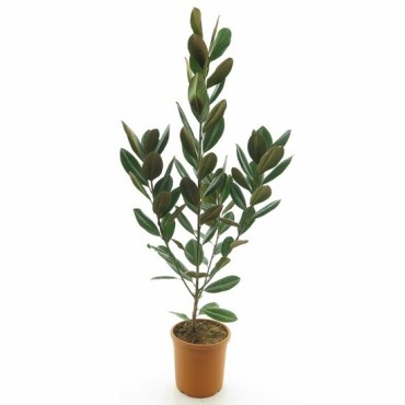 Magnolia grandiflora - pot Ø 28 cm