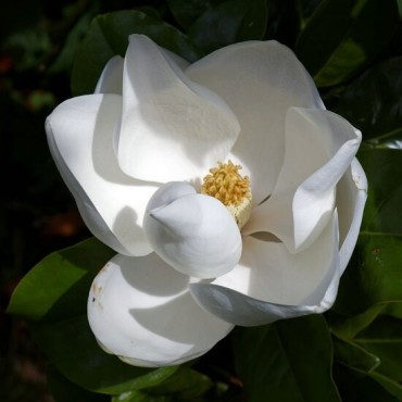 Magnolia grandiflora - pot Ø 35 cm