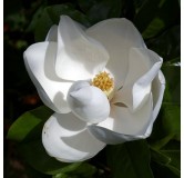 Magnolia grandiflora - pot Ø 35 cm