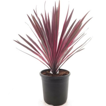 Cordyline australis Paso Doble - pot 32 cm