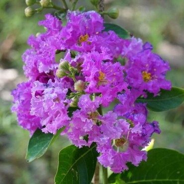 Lagerstroemia indica Petit Orchidee - pot Ø 35 cm