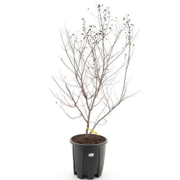 Lagerstroemia indica Petit Orchidee - pot Ø 35 cm