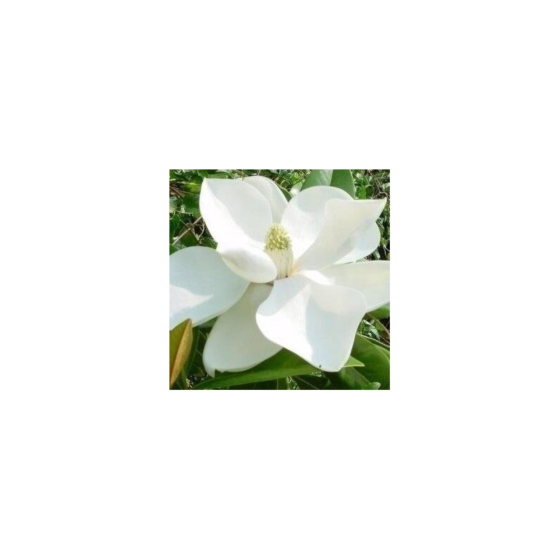 Magnolia grandiflora Francois Treyve - pot Ø 17 cm