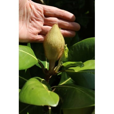 Magnolia grandiflora Francois Treyve - pot Ø 17 cm