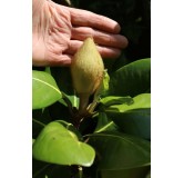 Magnolia grandiflora Francois Treyve - pot Ø 17 cm