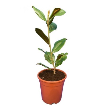 Magnolia grandiflora Victoria - pot Ø 17 cm