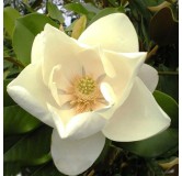 Magnolia grandiflora Nantais - pot Ø 17 cm